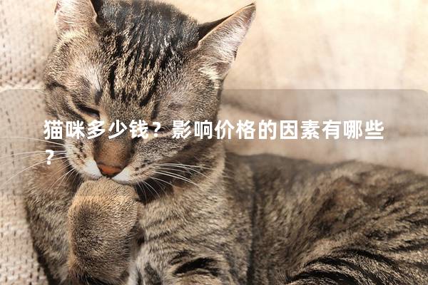 貓咪多少錢？影響價格的因素有哪些？