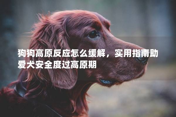 狗狗高原反應怎么緩解，實用指南助愛犬安全度過高原期