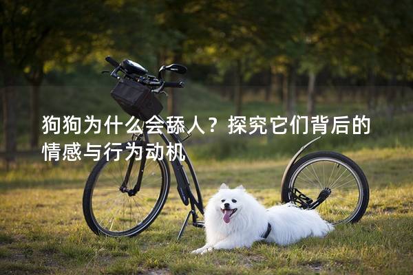 狗狗為什么會舔人？探究它們背后的情感與行為動機
