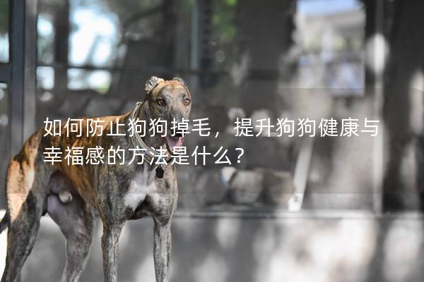 如何防止狗狗掉毛,提升狗狗健康與幸福感的方法是什么?