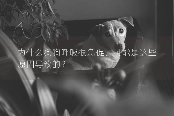 為什么狗狗呼吸很急促，可能是這些原因導致的？