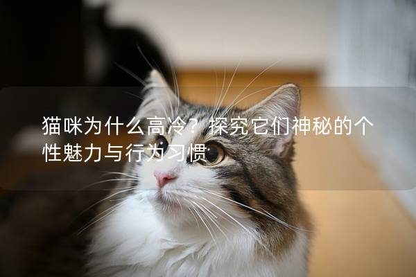 貓咪為什么高冷?探究它們神秘的個性魅力與行為習慣 貓咪為什么高冷?探究它們神秘的個性魅力與行為習慣