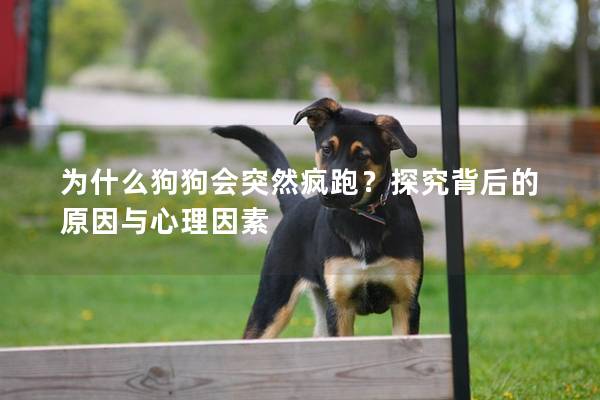 為什么狗狗會突然瘋跑？探究背后的原因與心理因素