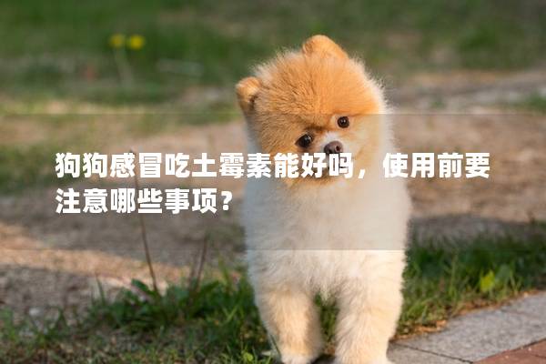 狗狗感冒吃土霉素能好嗎，使用前要注意哪些事項？