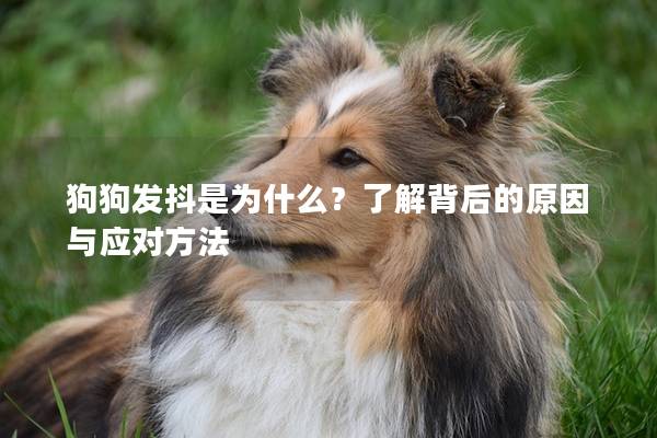 狗狗發抖是為什么？了解背后的原因與應對方法