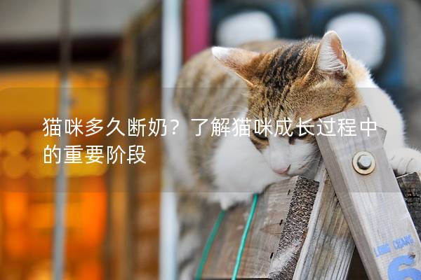 貓咪多久斷奶？了解貓咪成長過程中的重要階段