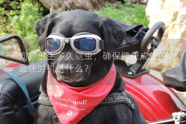 狗狗出生多久驅(qū)蟲，確保健康成長的最佳時(shí)機(jī)是什么？