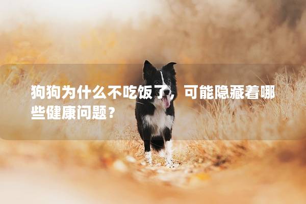 狗狗為什么不吃飯了，可能隱藏著哪些健康問題？