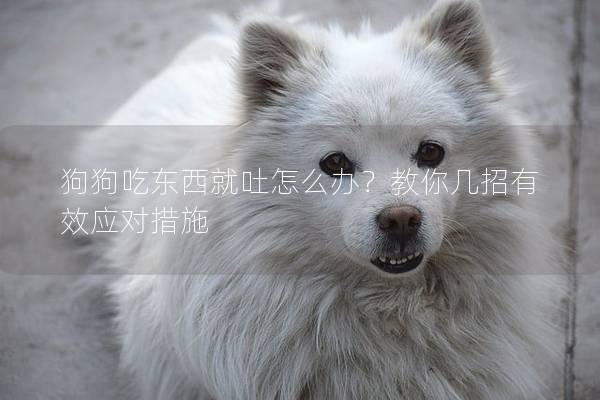 狗狗吃東西就吐怎么辦？教你幾招有效應(yīng)對措施