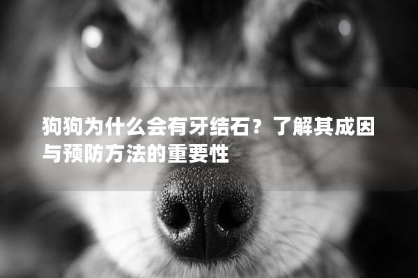 狗狗為什么會有牙結(jié)石？了解其成因與預(yù)防方法的重要性