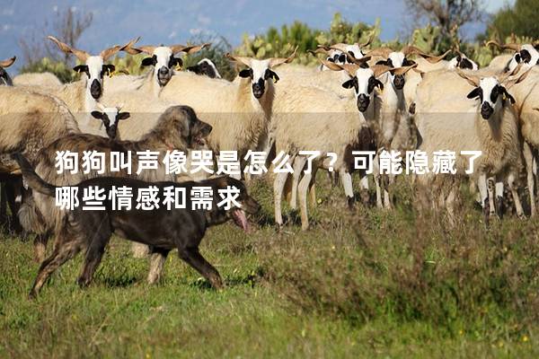 狗狗叫聲像哭是怎么了？可能隱藏了哪些情感和需求
