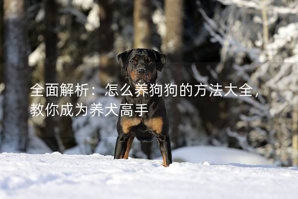 全面解析：怎么養狗狗的方法大全，教你成為養犬高手