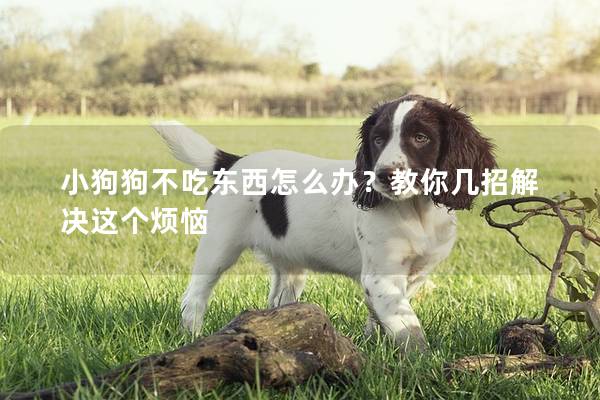 小狗狗不吃東西怎么辦？教你幾招解決這個(gè)煩惱