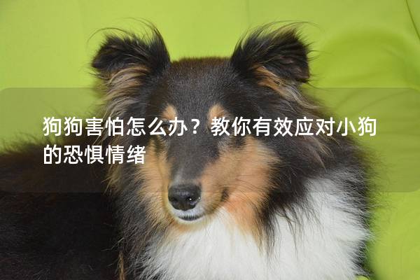狗狗害怕怎么辦?教你有效應對小狗的恐懼情緒 狗狗害怕怎么辦?教你有效應對小狗的恐懼情緒