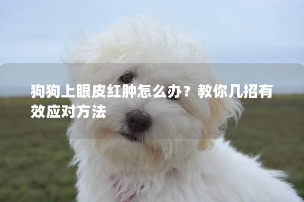 狗狗上眼皮紅腫怎么辦？教你幾招有效應對方法