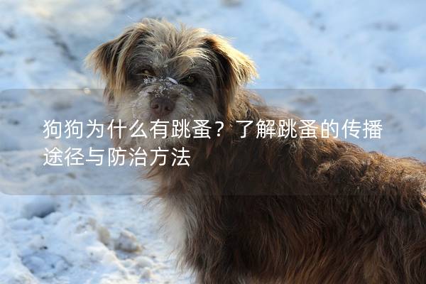 狗狗為什么有跳蚤？了解跳蚤的傳播途徑與防治方法