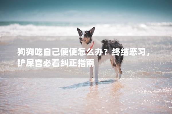 狗狗吃自己便便怎么辦?終結(jié)惡習(xí),鏟屎官必看糾正指南