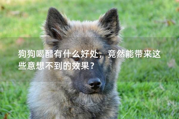 狗狗喝醋有什么好處，竟然能帶來這些意想不到的效果？