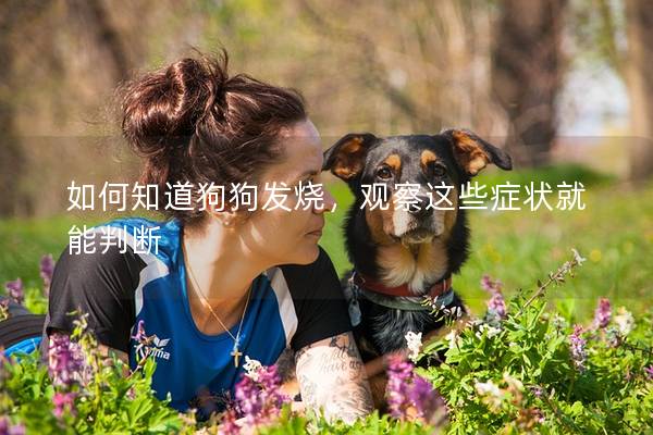 如何知道狗狗發(fā)燒,觀察這些癥狀就能判斷 如何知道狗狗發(fā)燒,觀察這些癥狀就能判斷