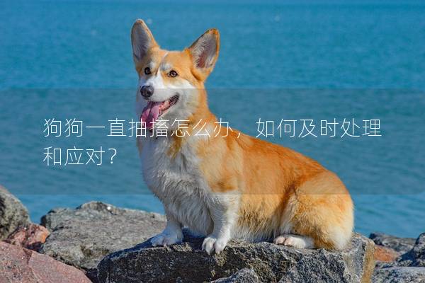 狗狗一直抽搐怎么辦，如何及時處理和應對？