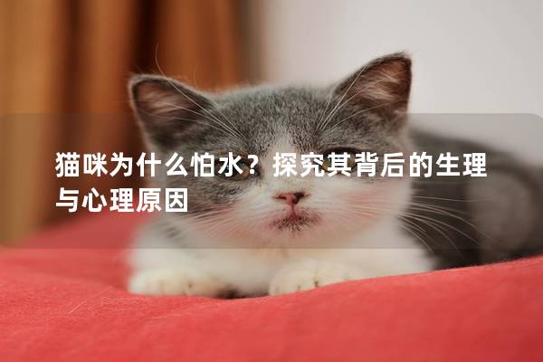 貓咪為什么怕水?探究其背后的生理與心理原因 貓咪為什么怕水?探究其背后的生理與心理原因