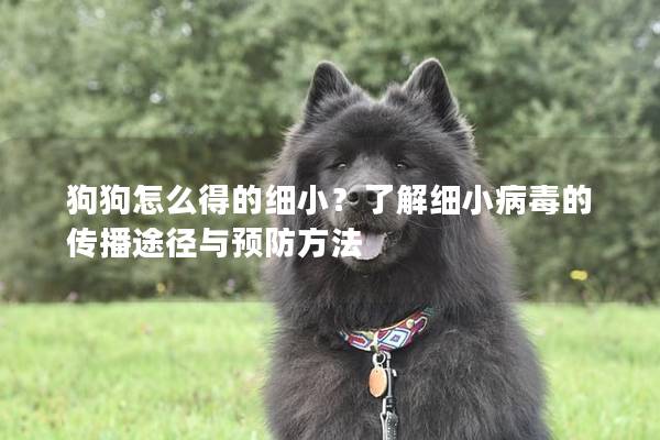 狗狗怎么得的細?。苛私饧毿〔《镜膫鞑ネ緩脚c預防方法