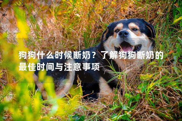 狗狗什么時候斷奶？了解狗狗斷奶的最佳時間與注意事項