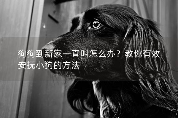 狗狗到新家一直叫怎么辦？教你有效安撫小狗的方法