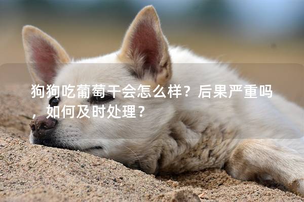 狗狗吃葡萄干會怎么樣？后果嚴重嗎，如何及時處理？