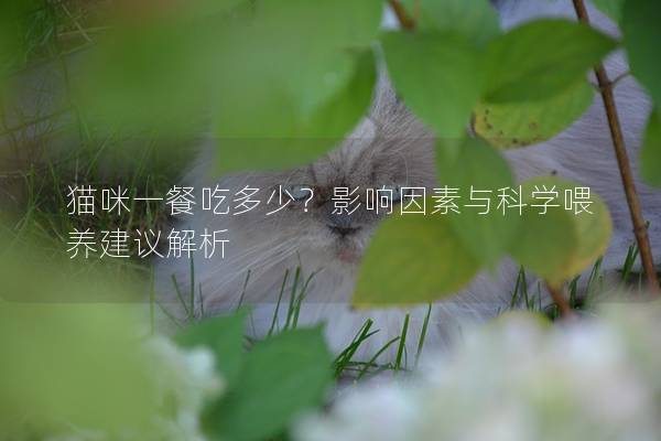 貓咪一餐吃多少？影響因素與科學喂養建議解析