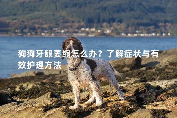 狗狗牙齦萎縮怎么辦？了解癥狀與有效護(hù)理方法