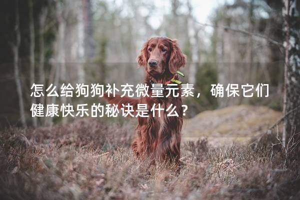怎么給狗狗補充微量元素，確保它們健康快樂的秘訣是什么？