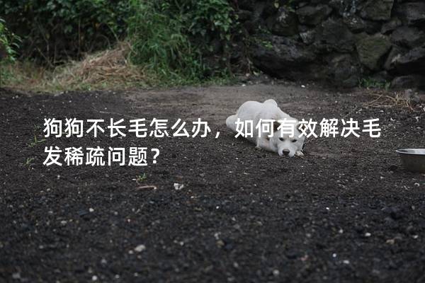 狗狗不長毛怎么辦，如何有效解決毛發稀疏問題？