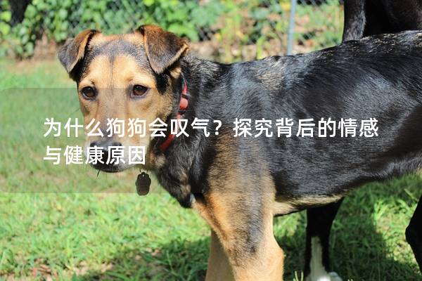 為什么狗狗會嘆氣？探究背后的情感與健康原因