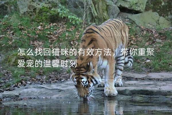 怎么找回貓咪的有效方法，帶你重聚愛寵的溫馨時刻