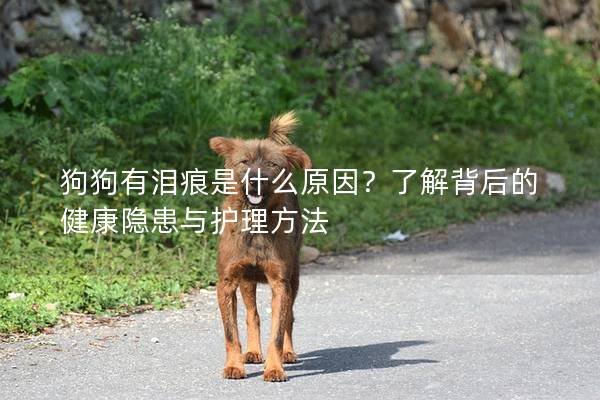 狗狗有淚痕是什么原因？了解背后的健康隱患與護理方法