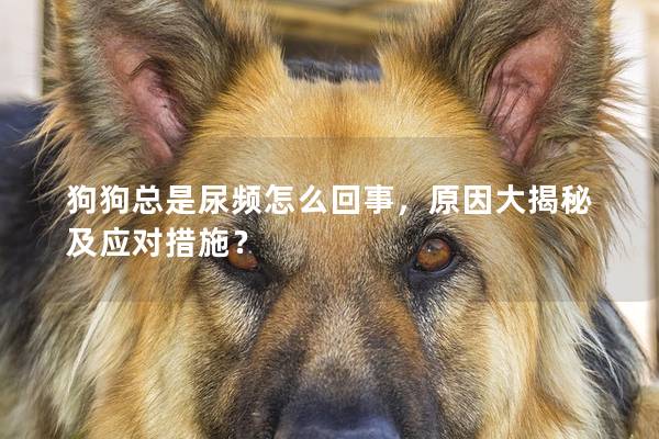 狗狗總是尿頻怎么回事，原因大揭秘及應(yīng)對措施？