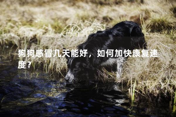 狗狗感冒幾天能好,如何加快康復速度? 狗狗感冒幾天能好,如何加快康復速度?