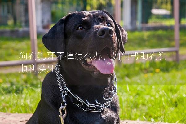 狗狗乳牙不掉怎么辦，如何幫助狗狗順利換牙？