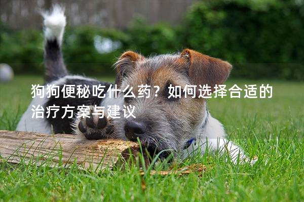 狗狗便秘吃什么藥?如何選擇合適的治療方案與建議 狗狗便秘吃什么藥?如何選擇合適的治療方案與建議