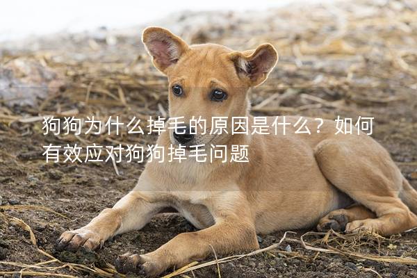 狗狗為什么掉毛的原因是什么？如何有效應對狗狗掉毛問題