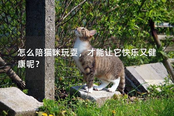 怎么陪貓咪玩耍,才能讓它快樂又健康呢? 怎么陪貓咪玩耍,才能讓它快樂又健康呢?