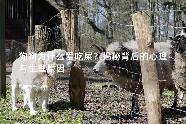 狗狗為什么愛吃屎？揭秘背后的心理與生理原因