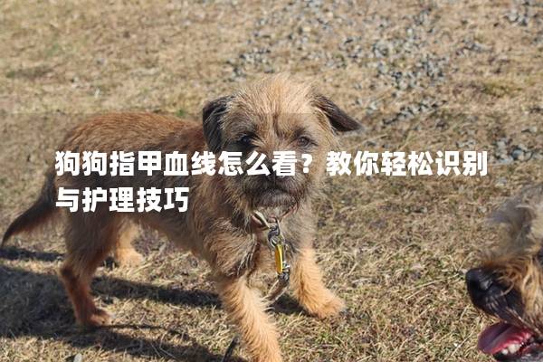 狗狗指甲血線怎么看？教你輕松識別與護理技巧