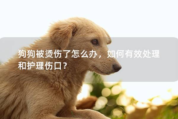 狗狗被燙傷了怎么辦，如何有效處理和護理傷口？