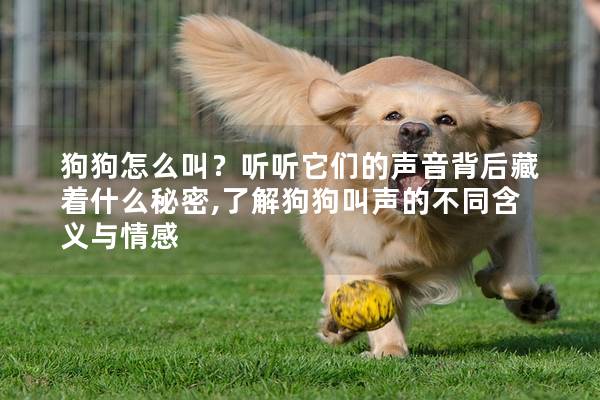 狗狗怎么叫?聽聽它們的聲音背后藏著什么秘密,了解狗狗叫聲的不同含義與情感 狗狗怎么叫?聽聽它們的聲音背后藏著什么秘密,了解狗狗叫聲的不同含義與情感