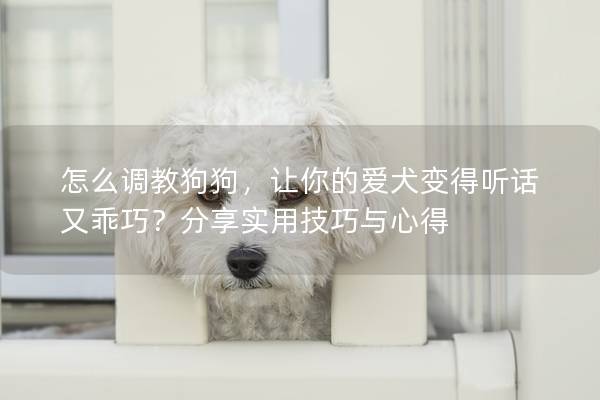 怎么調教狗狗,讓你的愛犬變得聽話又乖巧?分享實用技巧與心得 怎么調教狗狗,讓你的愛犬變得聽話又乖巧?分享實用技巧與心得