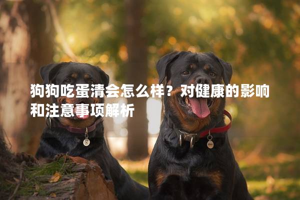 狗狗吃蛋清會怎么樣？對健康的影響和注意事項解析