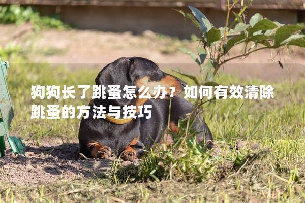 狗狗長了跳蚤怎么辦？如何有效清除跳蚤的方法與技巧