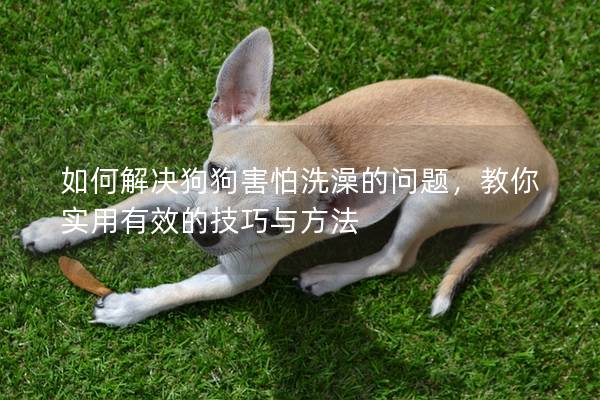 如何解決狗狗害怕洗澡的問題，教你實用有效的技巧與方法